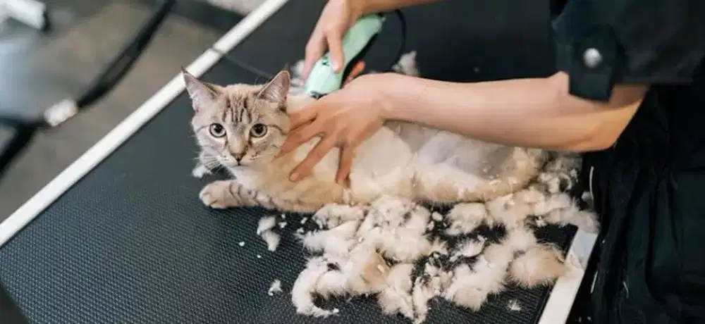 ART / Mandikan kucing Anjing