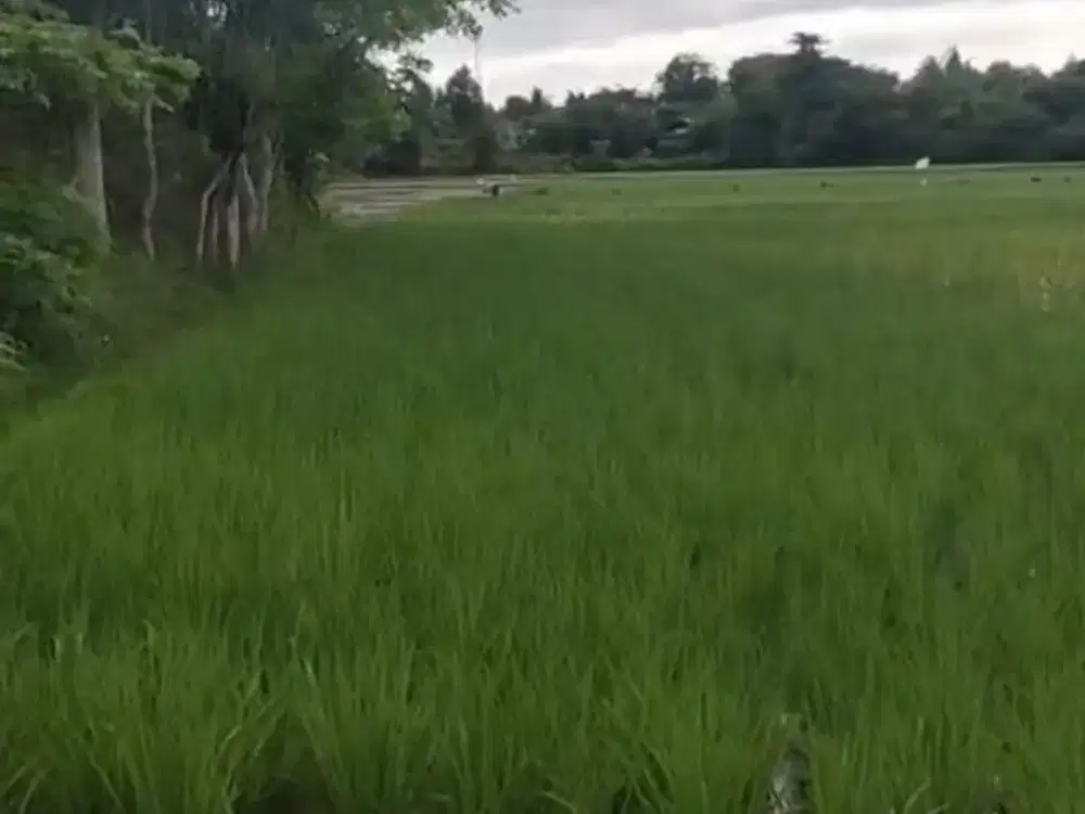 TANAH LUAS 1,5 HEKTAR DI GINTUNG, SUKADIRI – TANGERANG BANTEN