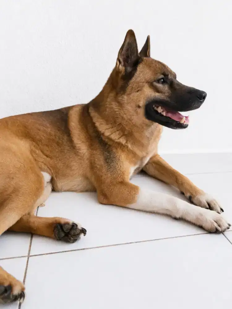 Open Adopsi Anjing Jaga