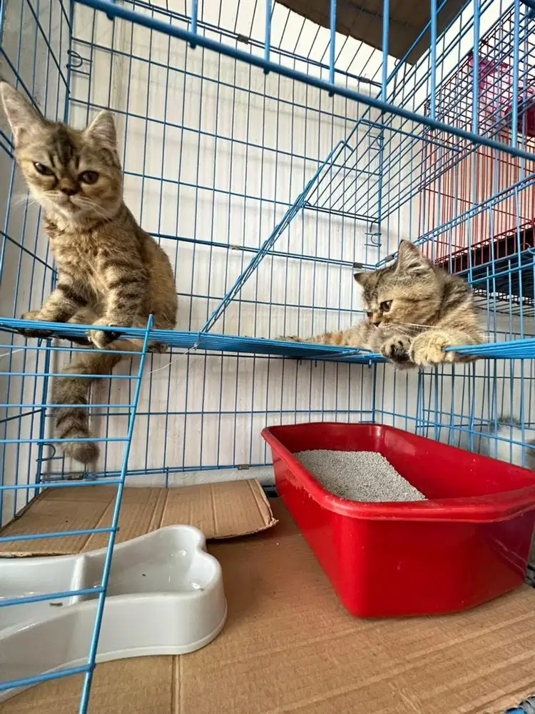Kucing persia medium betina