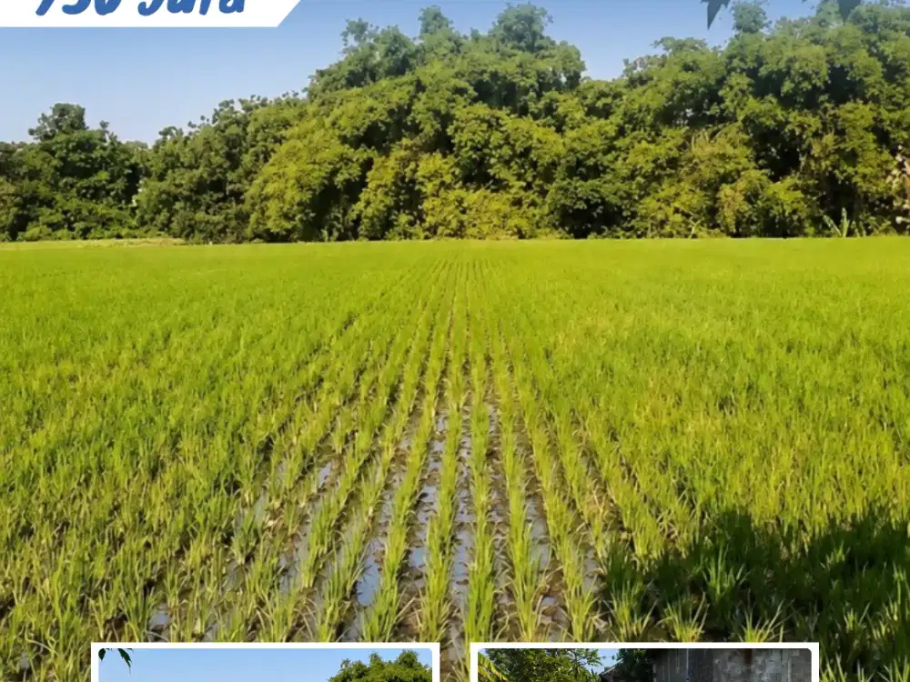 Dijual Tanah Sawah Lokasi Wonolopo, Tasikmadu, Karanganyar