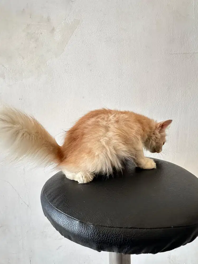 Kucing persia medium jantan