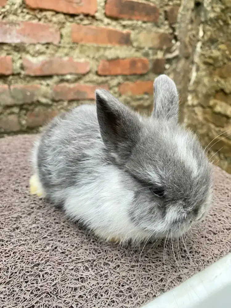 Kelinci netherlands dwarf