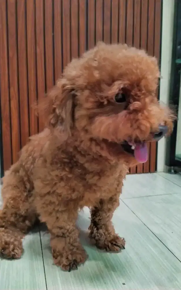 Toy poodle umur 2 tahun