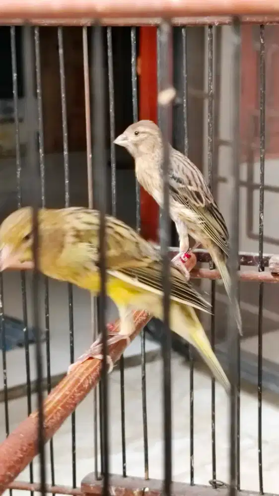 Kenari Postur Trah BBSF Leher Panjang