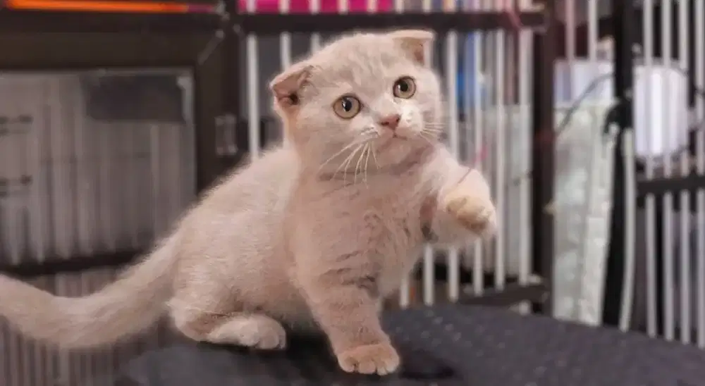 Kucing kitten munchkin gaelic fold lilac betina