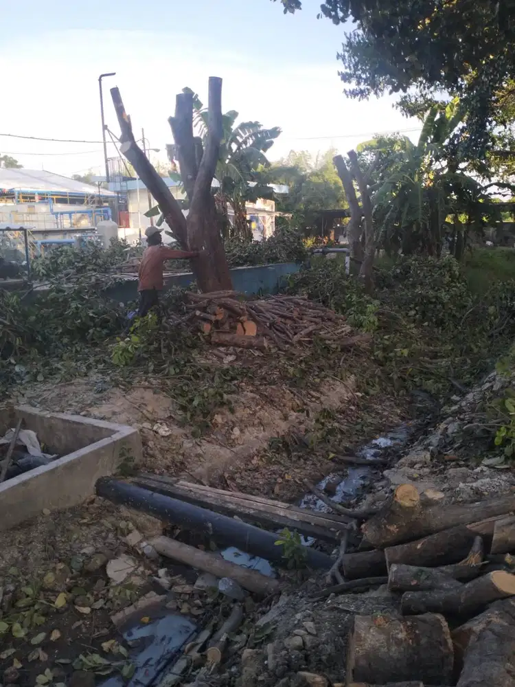 Jasa tebang pohon dan pembersihan lahan surabaya
