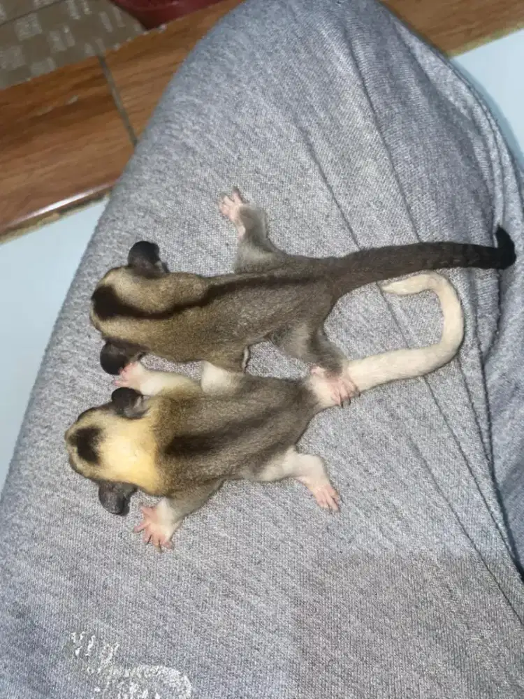 Sugar glider Moza dan cg