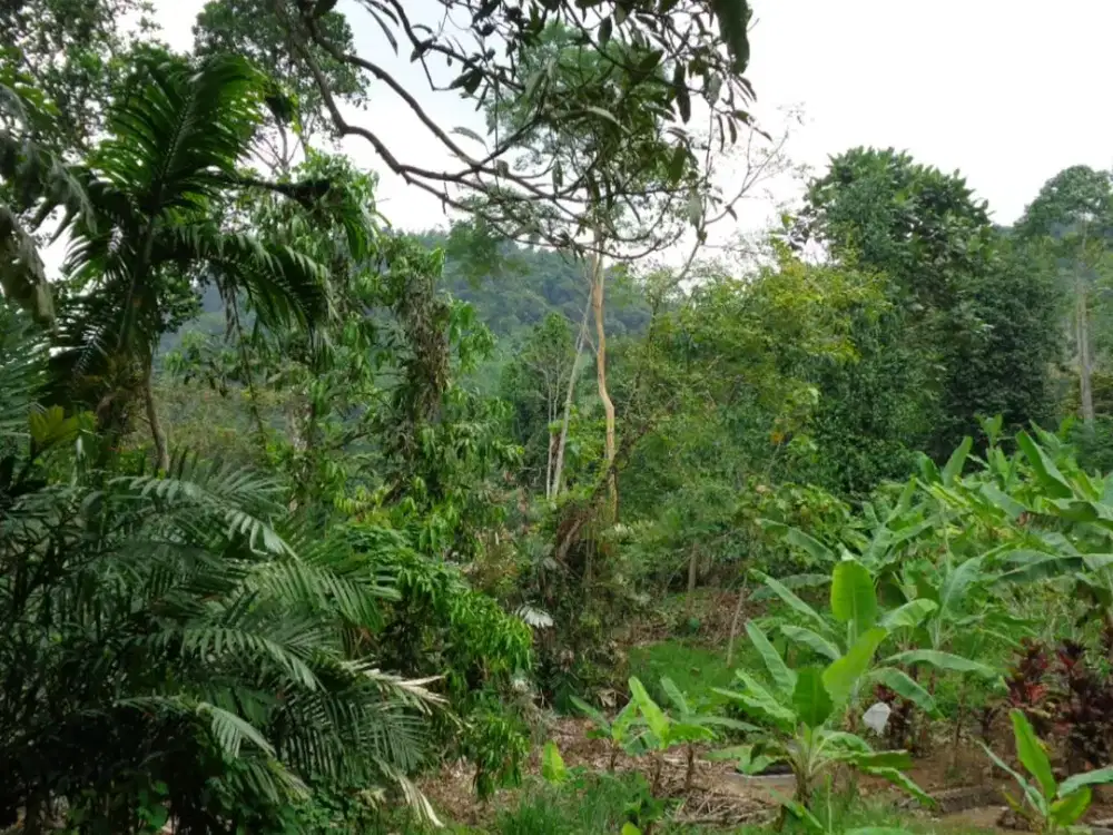 Dijual Tanah Seluas 18.080 m2 Seharga Rp. 905 jt - Bandar Lampung