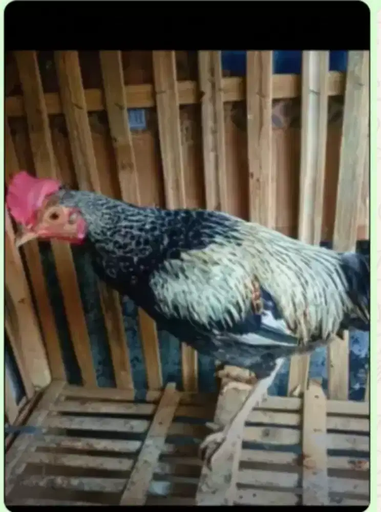 Ayam bekisar gacor