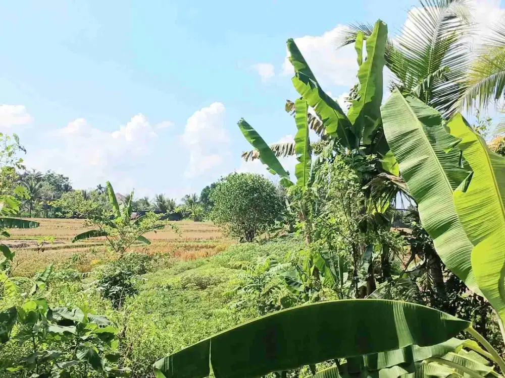 Tanah 166 M2 Lingkungan Perumahan Abiansemal Badung Bali