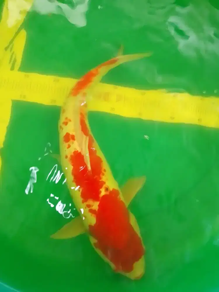Ikan koi jenis Kohaku 43cm warna merah