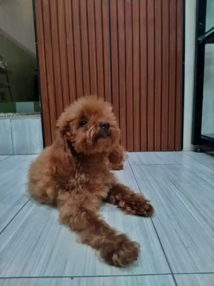 Tiny toy poodle