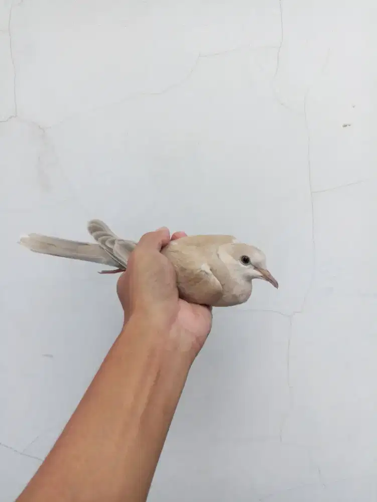 Dijual burung puter Harga 25 ribu aja