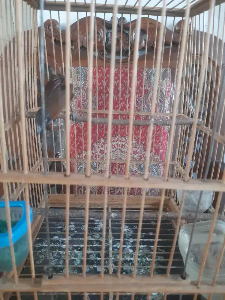 Buat yg ninat tepus pala abu sdh mkn pur+sangkar