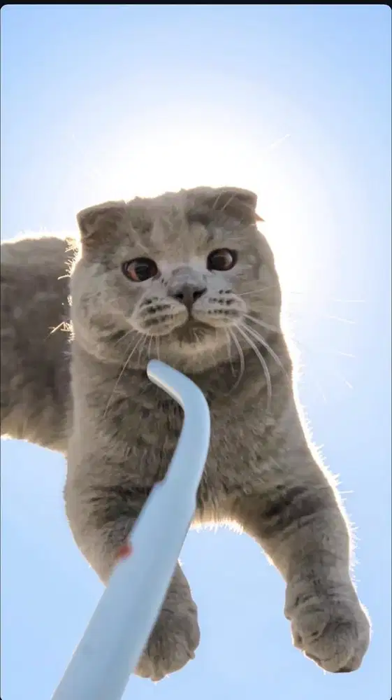 Scottish fold kitten jdh  american shorthair bsh munchkin exo gaelic