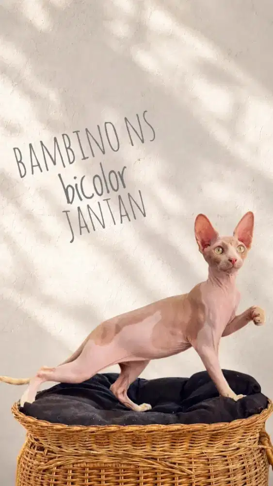Bambino NS bicolor jantan, sphynx