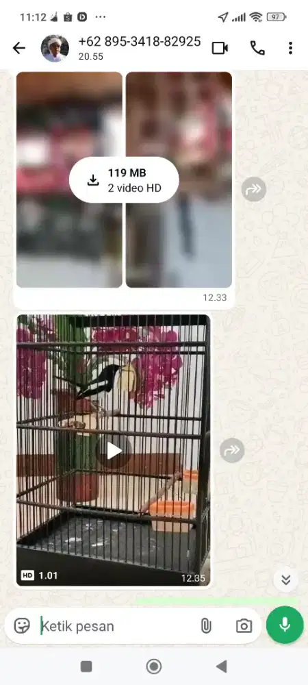Kacer priangan muda hutan