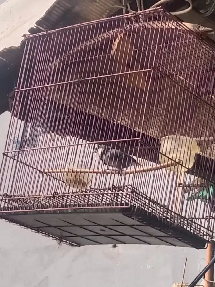 Burung gelatik batu rajin isian