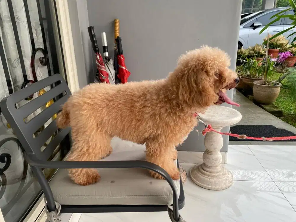 Dijual Toy Poodle Brown Red Betina Female Stambum Vaksin Microchip