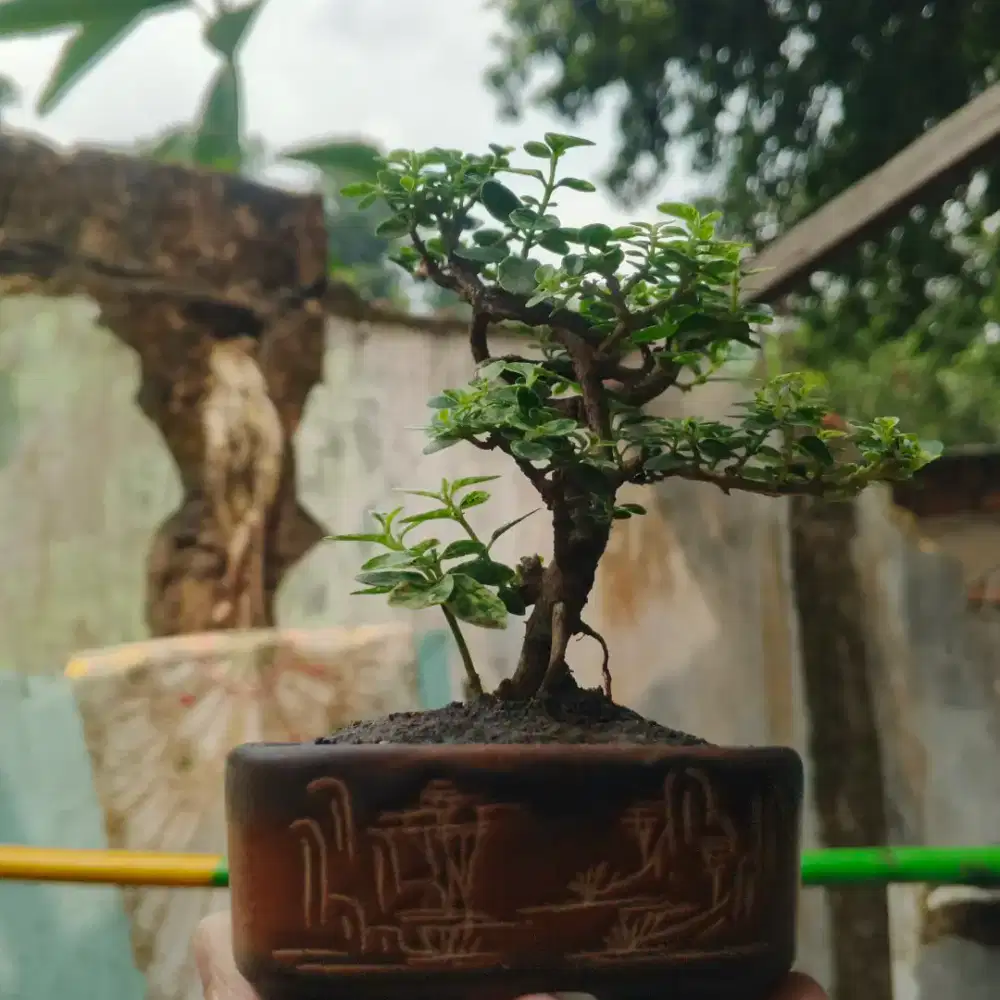 Bonsai Sancang Siap Pajang