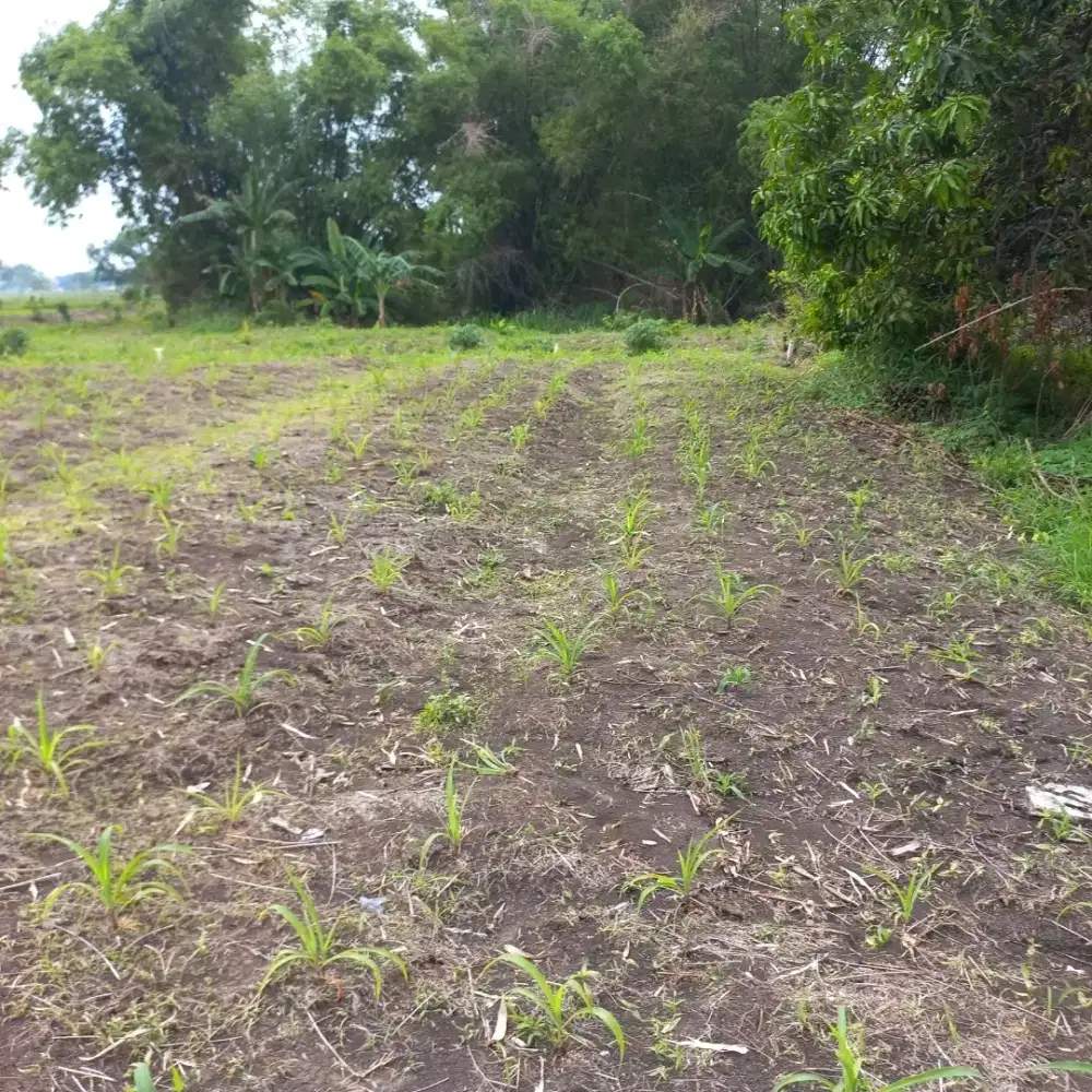Jual tanah kavling ukuran 6x16m Kepatihan Gresik