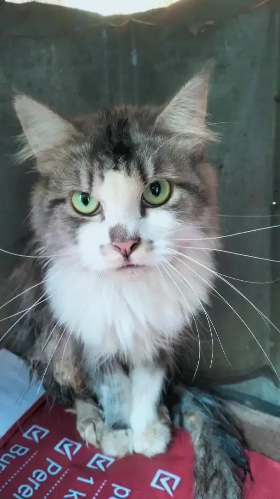 kucing anggora persia
