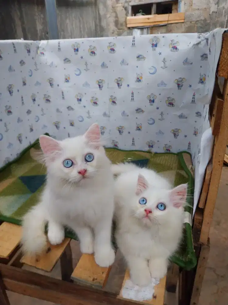 Persia himalaya kitten 2 bulan