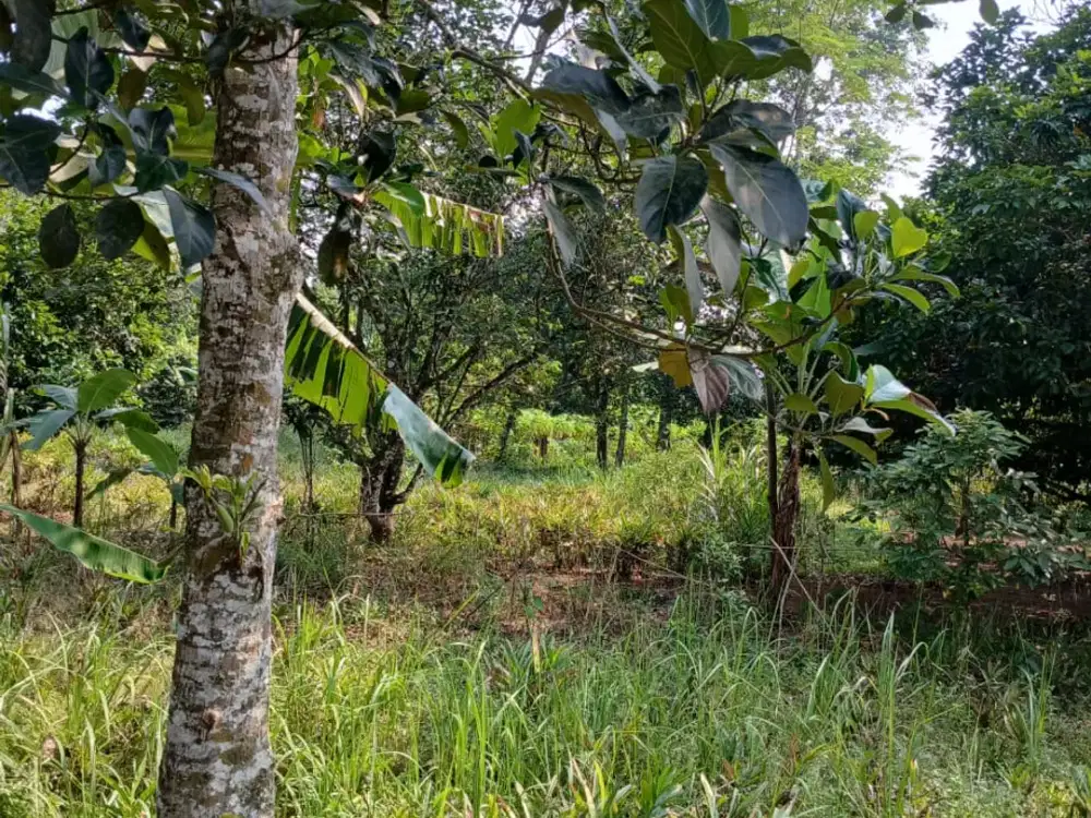 Tanah Strategis Maja Banten – 1.000 m², Cocok untuk Investasi & Perumahan