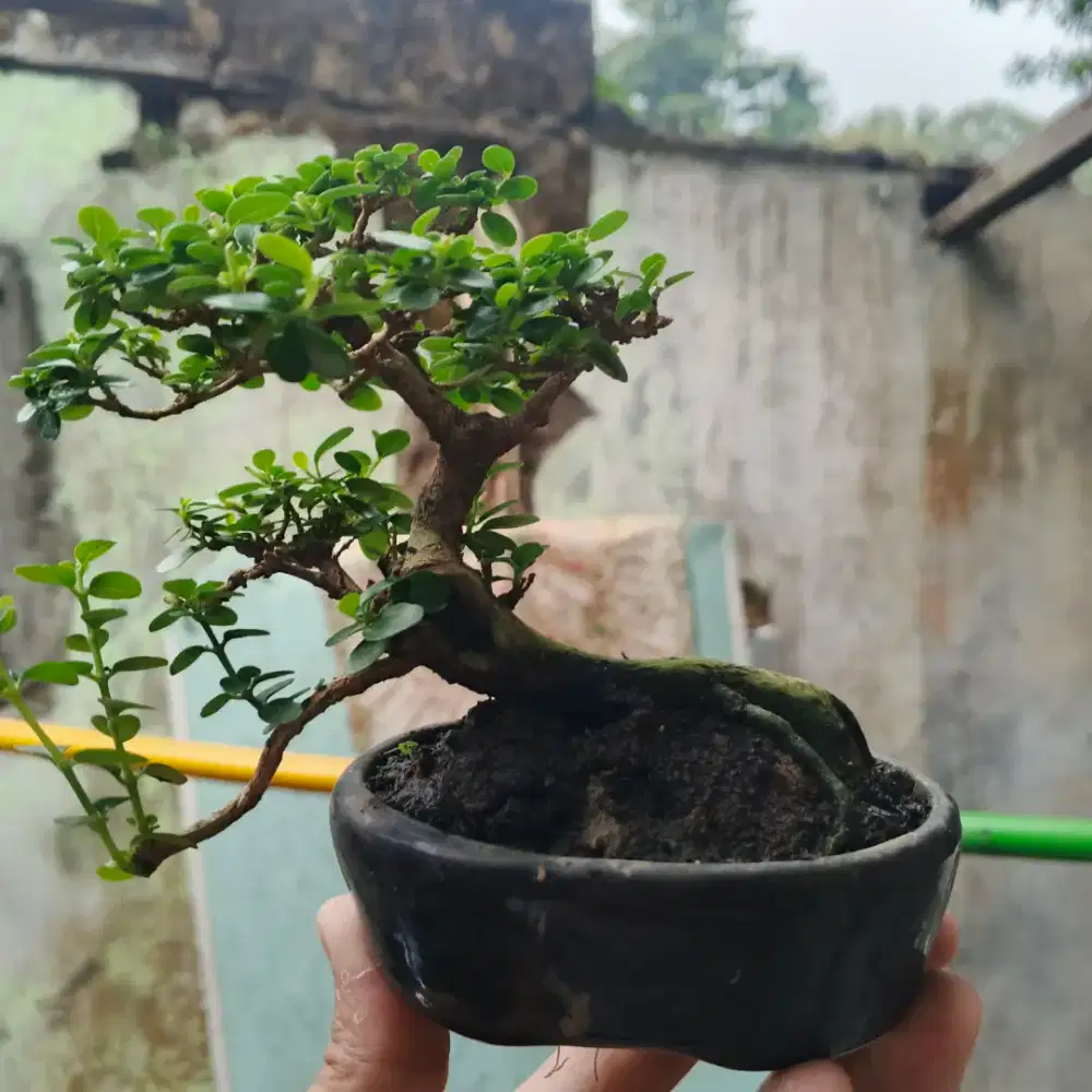 Bonsai Sancang Siap Pajang