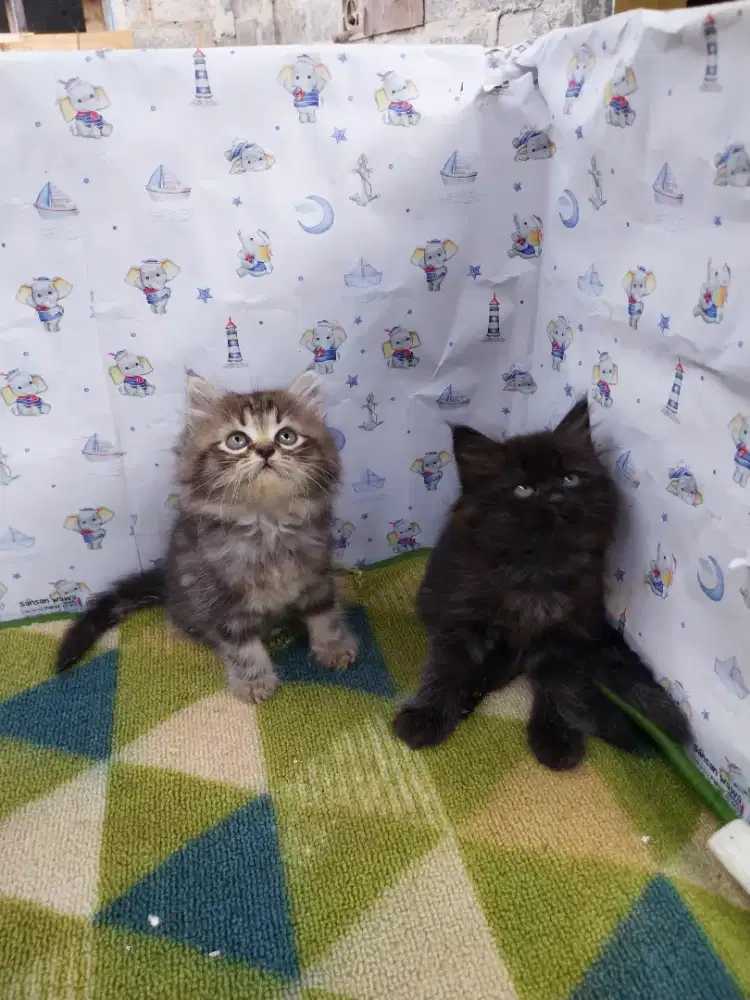 Persia kitten 2bulan