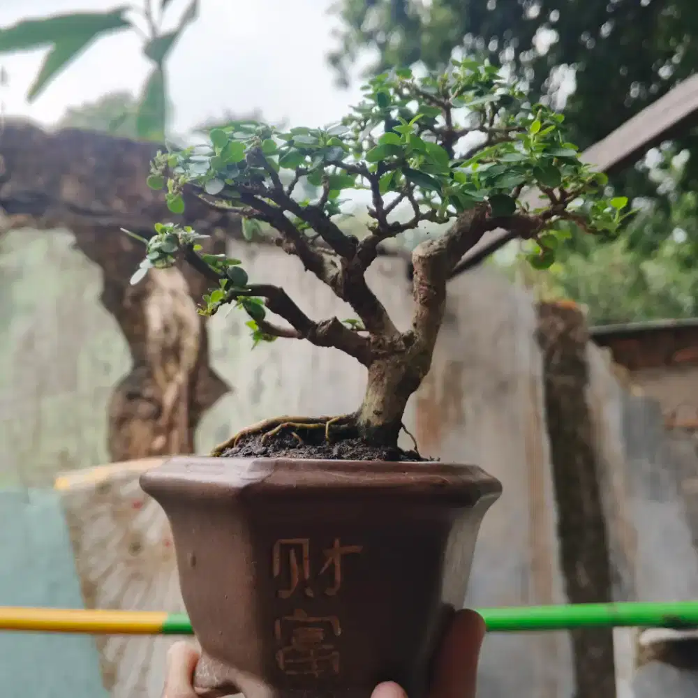 Bonsai Sancang Mini Elegan - Batang Tua, Siap Pajang & Koleksi