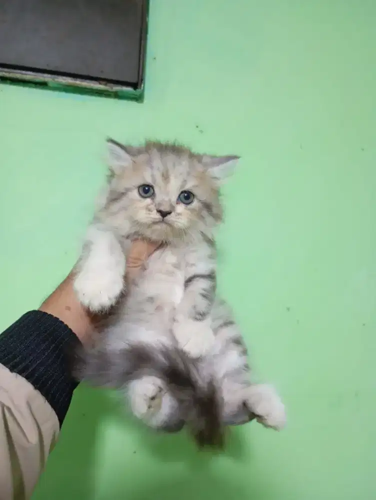 Persia betina 2 bulan