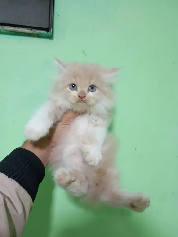 Kucing Persia 2bulan