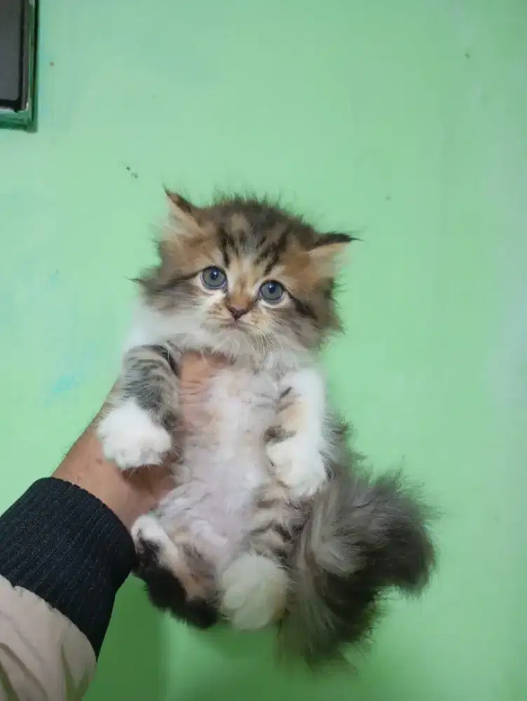Kucing Persia 2 bulan