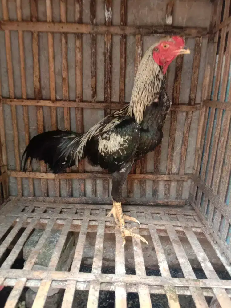 Ayam bangkok muda