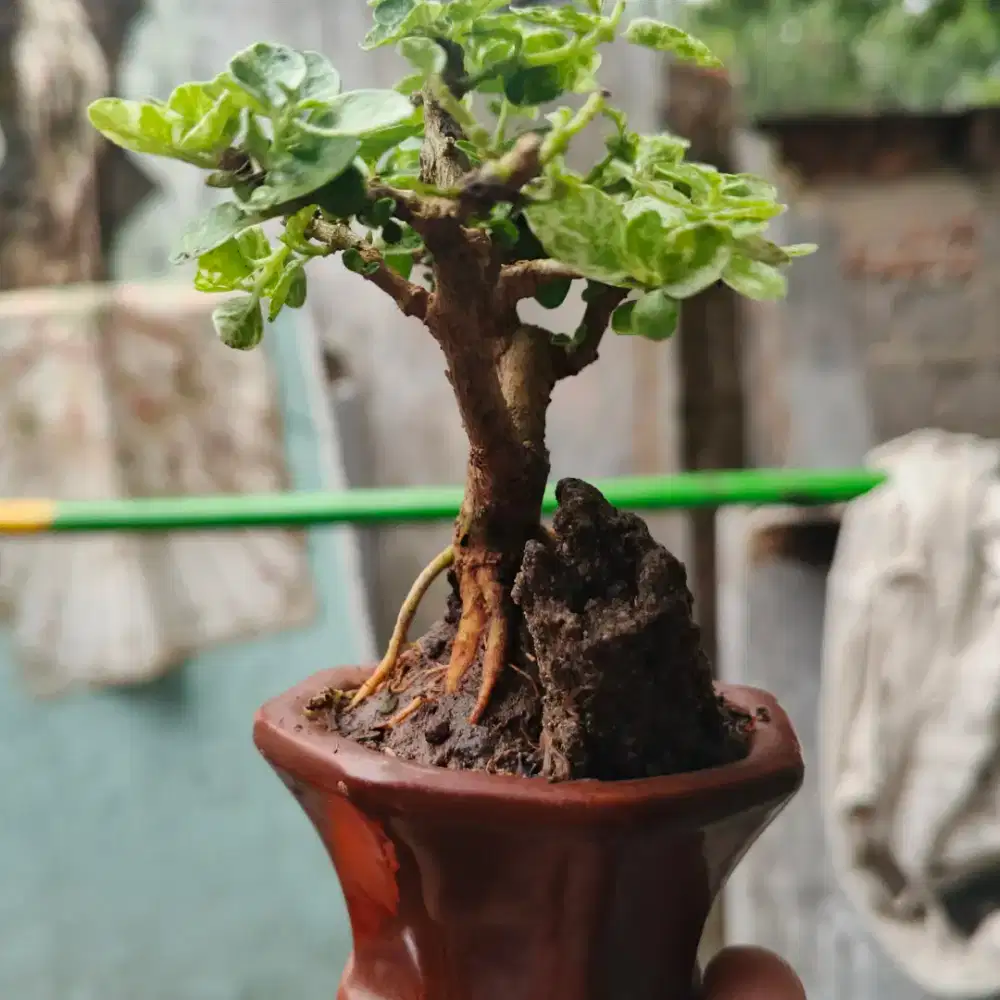 Bonsai sancang variegata mini - Unik dengan batu hias, Siap Pajang