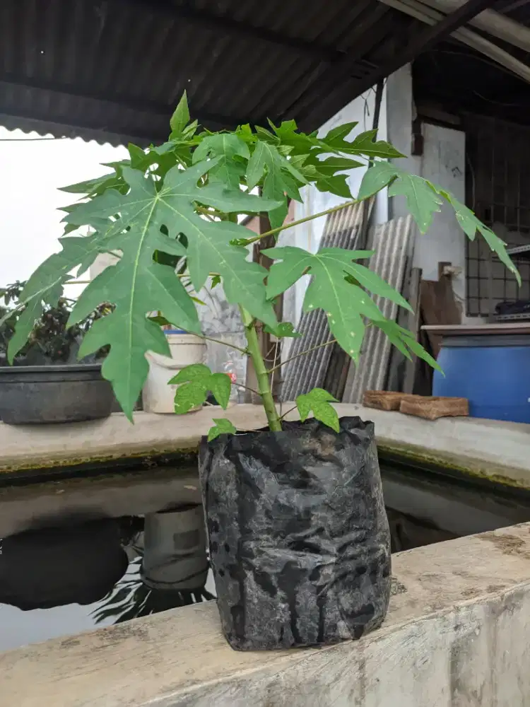 Bibit Pepaya California Jakbar