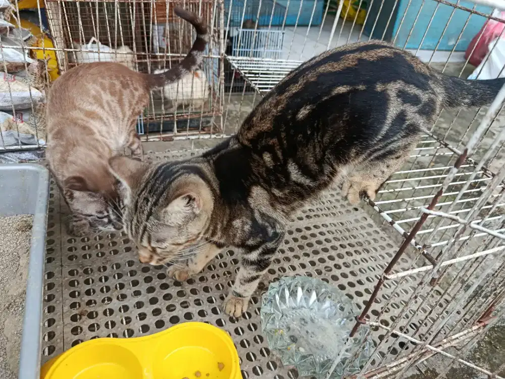Kucing kucing sheeted & Snow