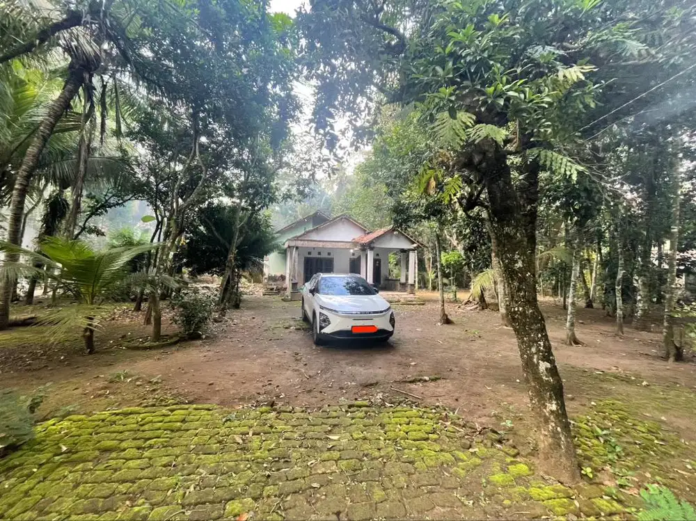 Rumah berikut pekarangan 2.657m2 pohon jati, Ds Kranggan, Kulonprogo