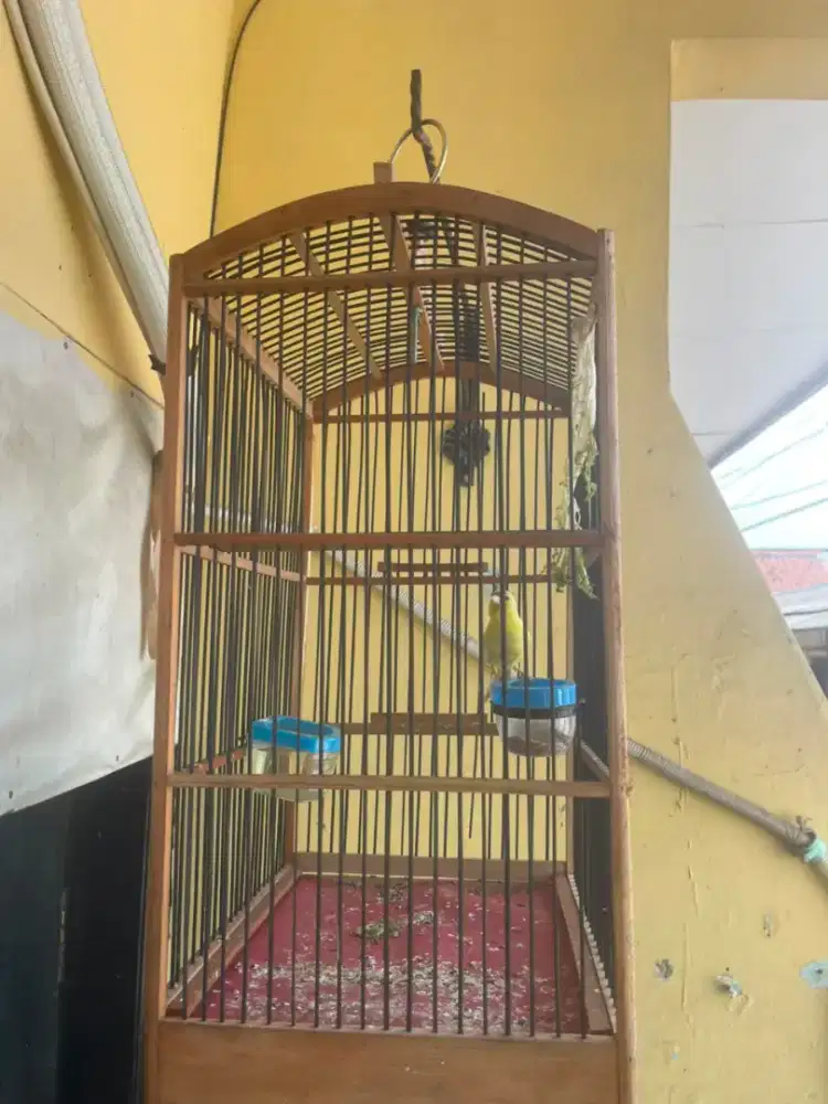 Jual Burung Kenari