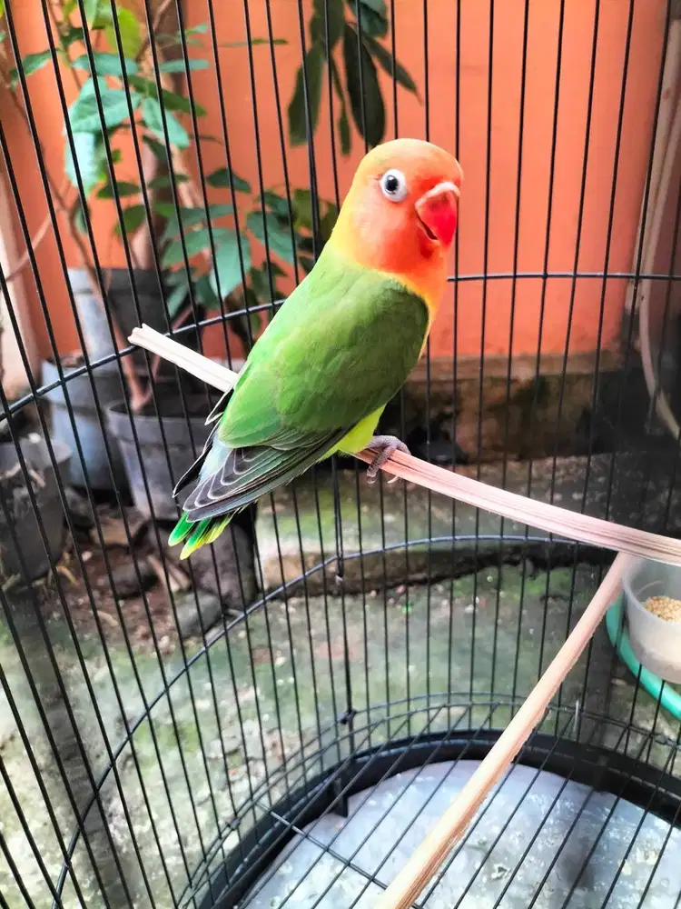 Lovebird paud warna cantik