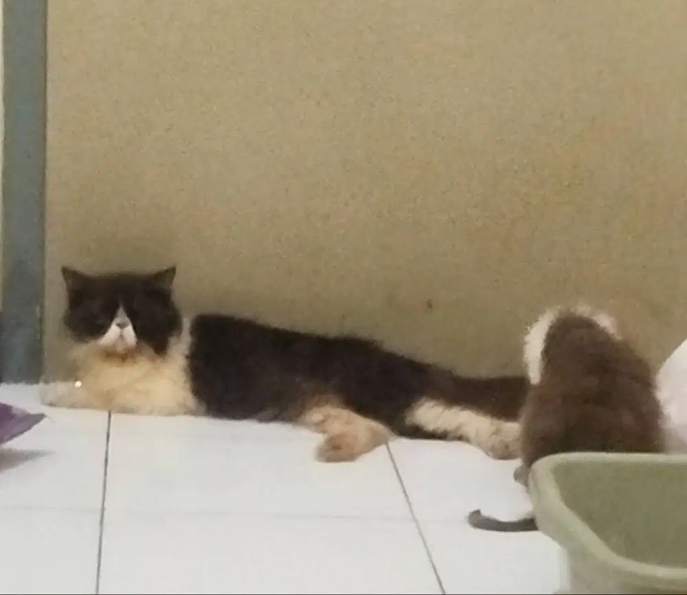 Piknos betina bico black