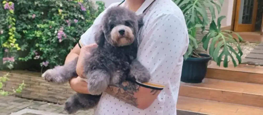 Poddle mix bichon umur 7bulanan
