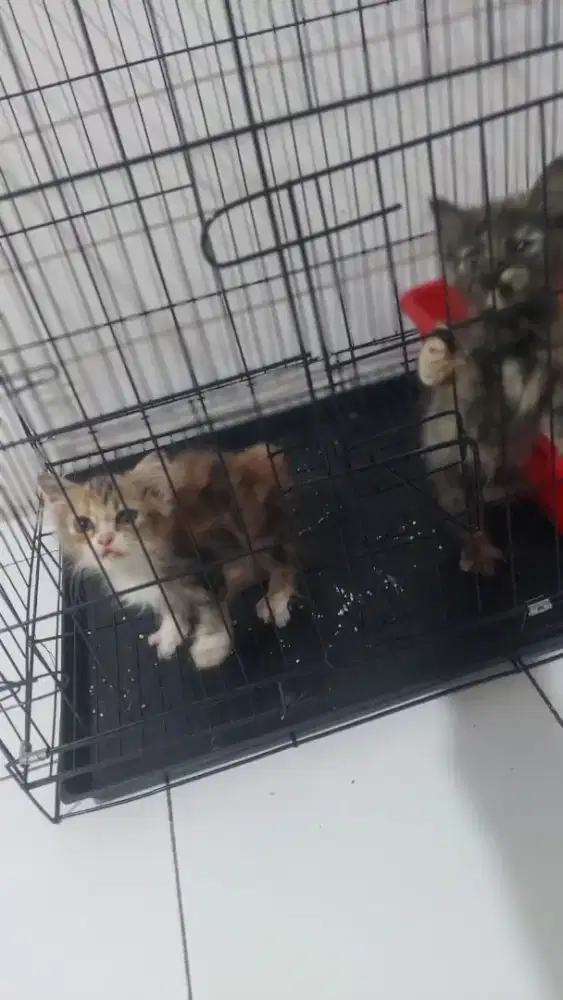 Kucing Ragdoll Flatnose x Persia