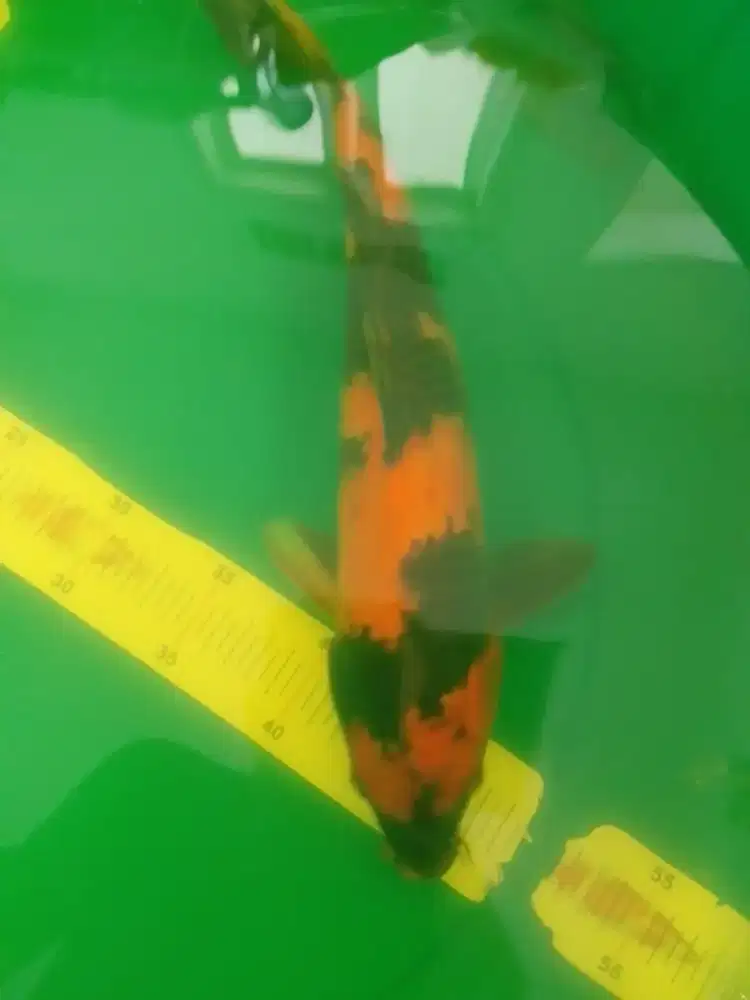 Ikan koi jenis Hi Utsuri ukuran 36cm