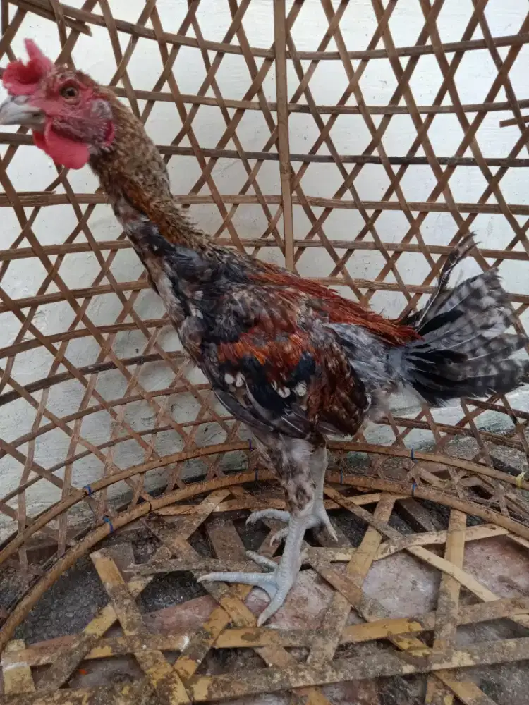 Jual ayam pelung