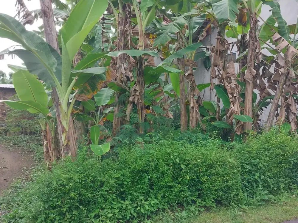 Dijual tanah datar mangku jalan aspal lokasi godean yogyakarta