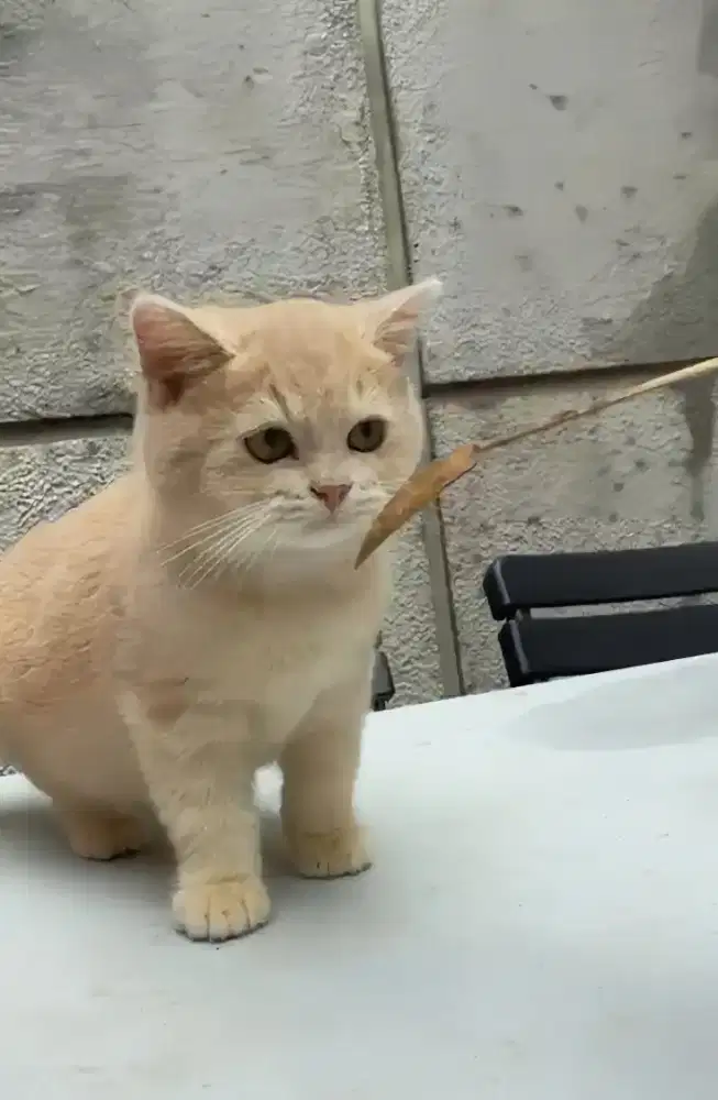 BRITISH SHORTHAIR/BSH CREAM