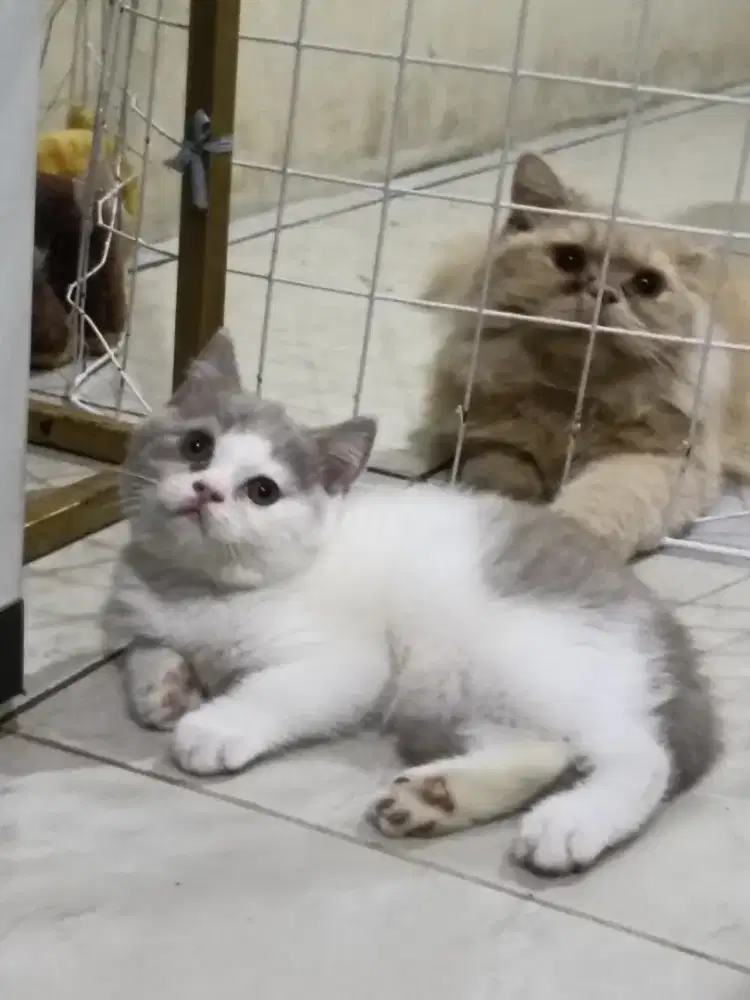 Kucing British shorthair
